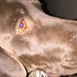 Meet your Posher, Gio